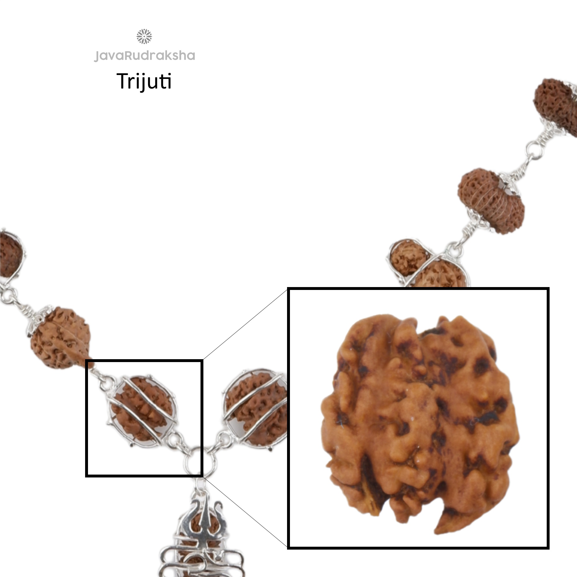 Trijuti Java Rudraksha bead close-up – three naturally joined beads