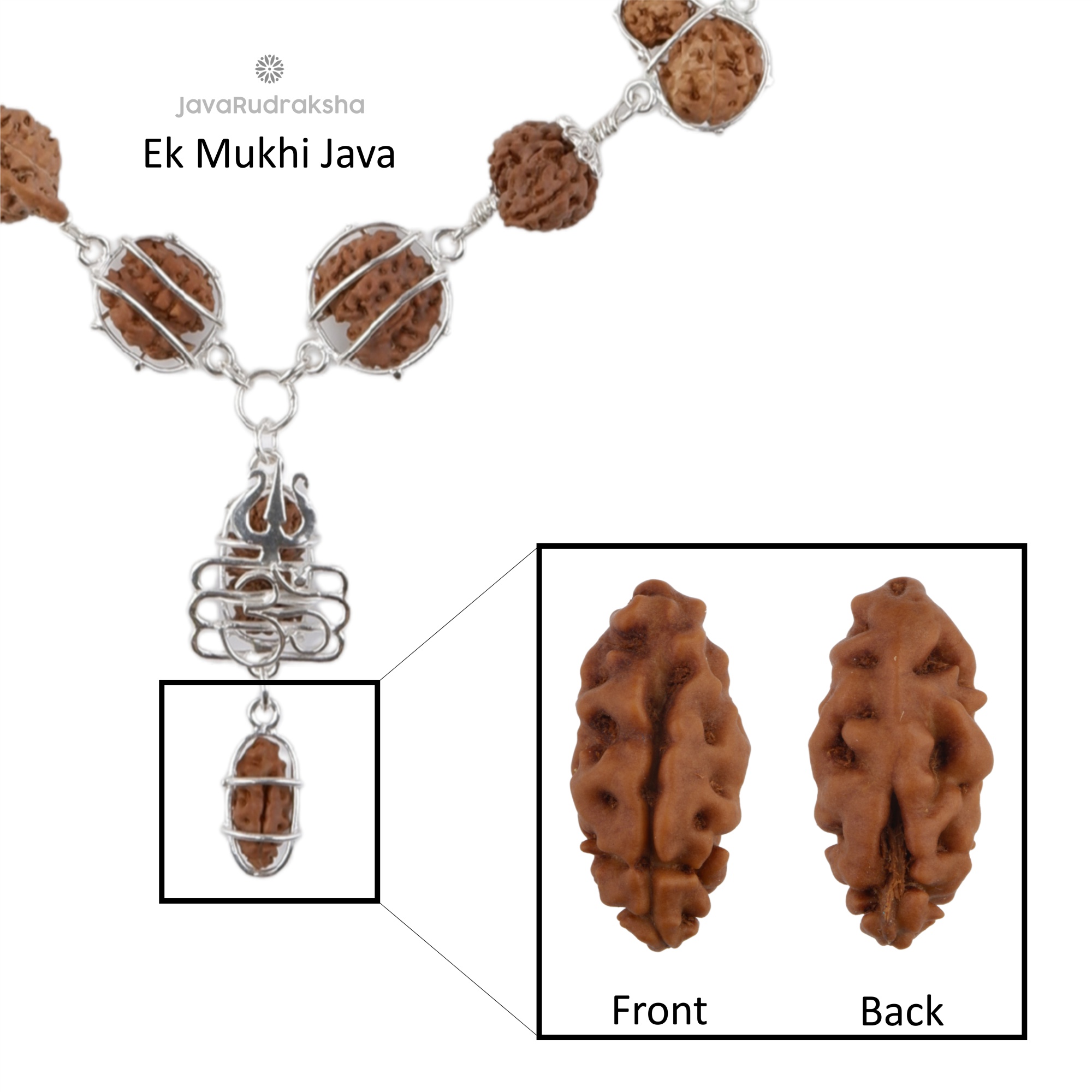 Ek Mukhi Java Rudraksha bead close-up with silver cage pendant