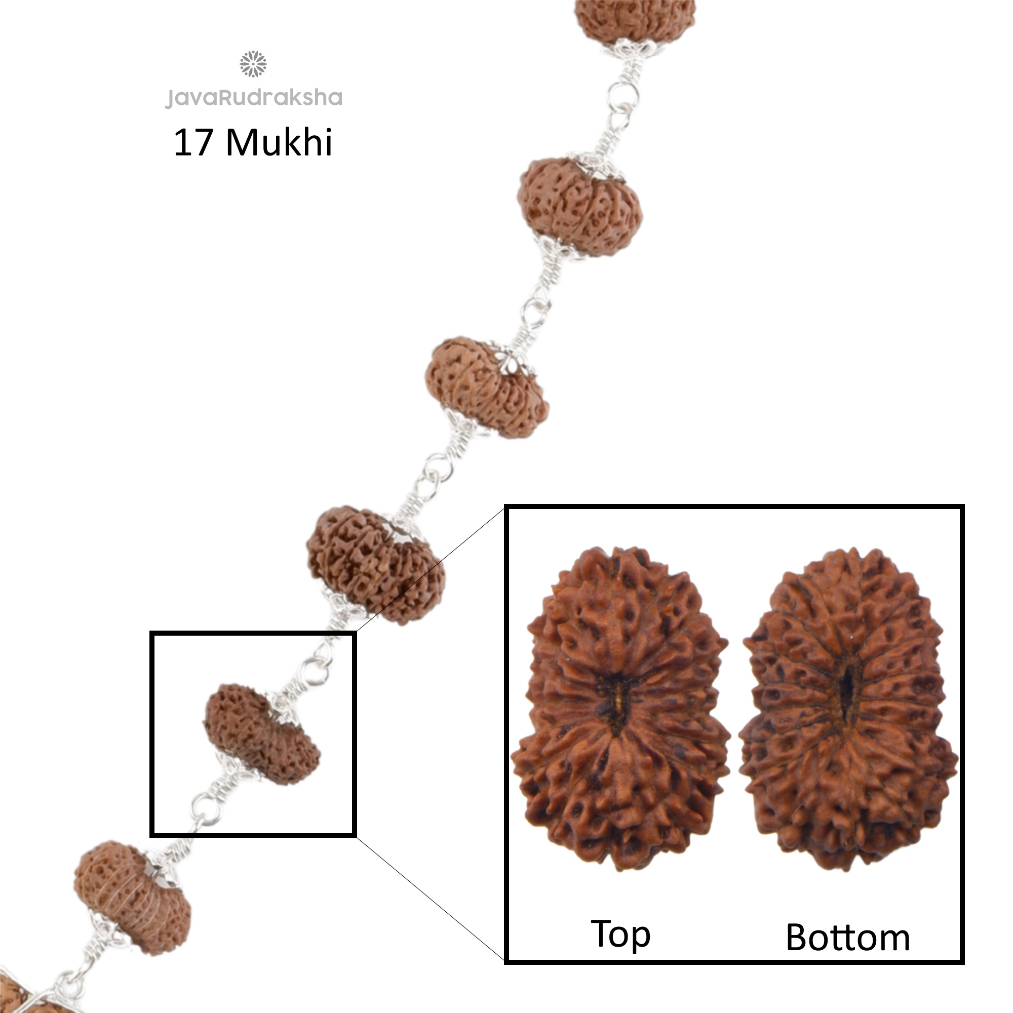 17 Mukhi Java Rudraksha bead top and bottom view with silver links