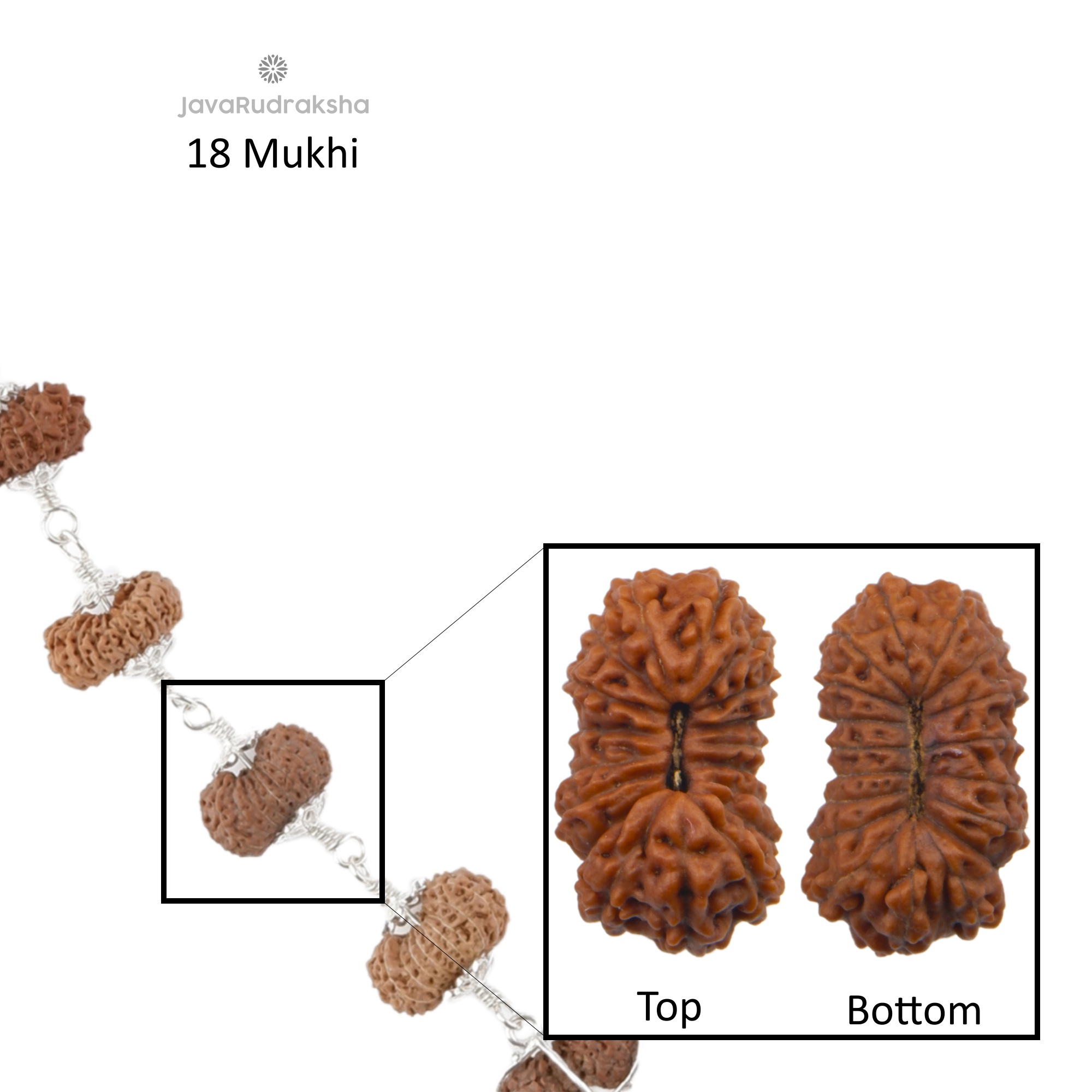 18 Mukhi Java Rudraksha bead top and bottom view on silver chain