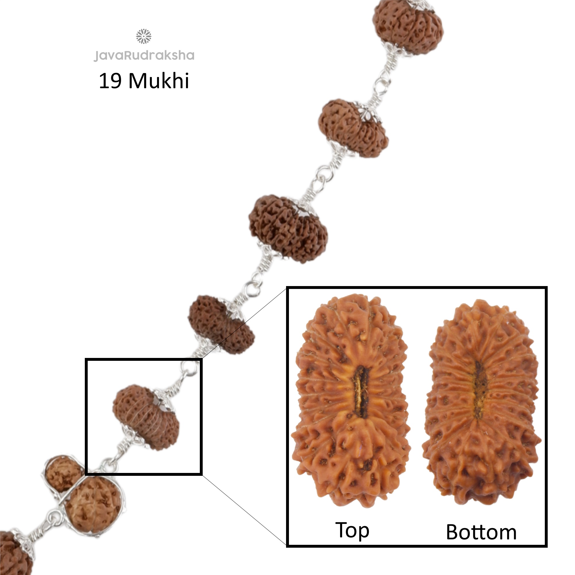 19 Mukhi Java Rudraksha with distinct natural lines and surface