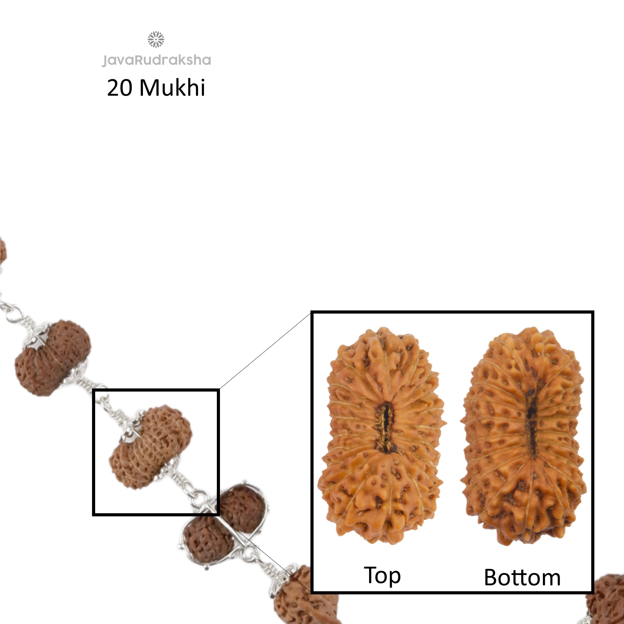 20 Mukhi Java Rudraksha bead close-up showing mukhi lines