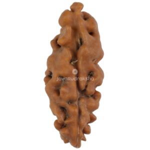 Ek Mukhi Rudraksha front view 17.00mm Java bead