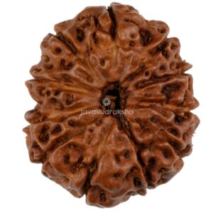 11 Mukhi Java Rudraksha 23.48 mm top view