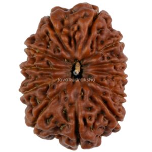 12 Mukhi Java Rudraksha 24.40 mm top view