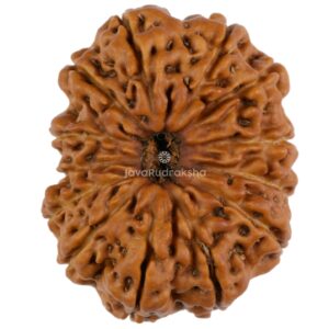 13 Mukhi Java Rudraksha 23.22 mm top view