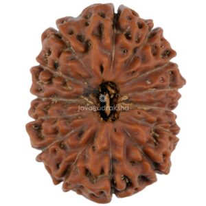 14 Mukhi Java Rudraksha 25.21 mm top view