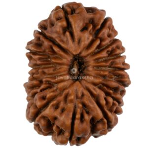 15 Mukhi Java Rudraksha 28.20 mm top view