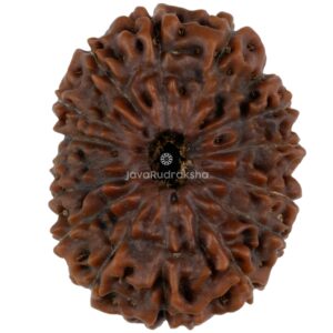 16 Mukhi Java Rudraksha 27.77 mm top view