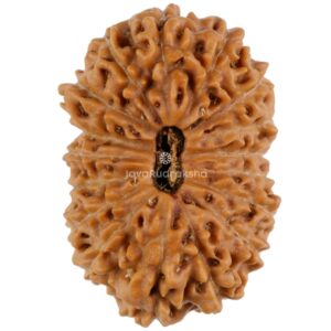 17 Mukhi Rudraksha Java Bead 20.66 mm - Top View