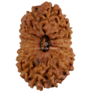 17 Mukhi Java Rudraksha 21.36 mm top view