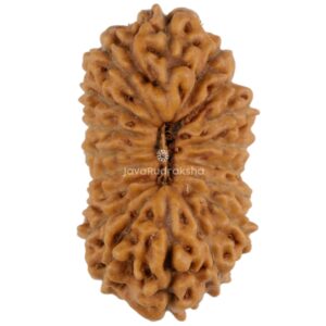 18 Mukhi Java Rudraksha 19.19 mm top view
