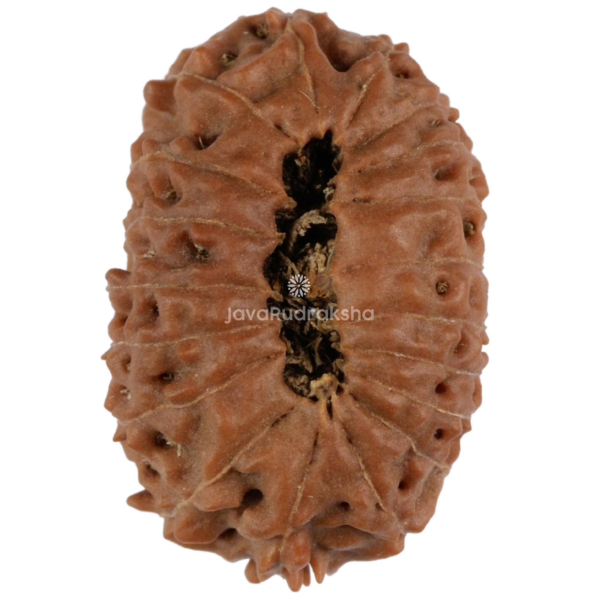 19 Mukhi Java Rudraksha 22.03 mm bottom view