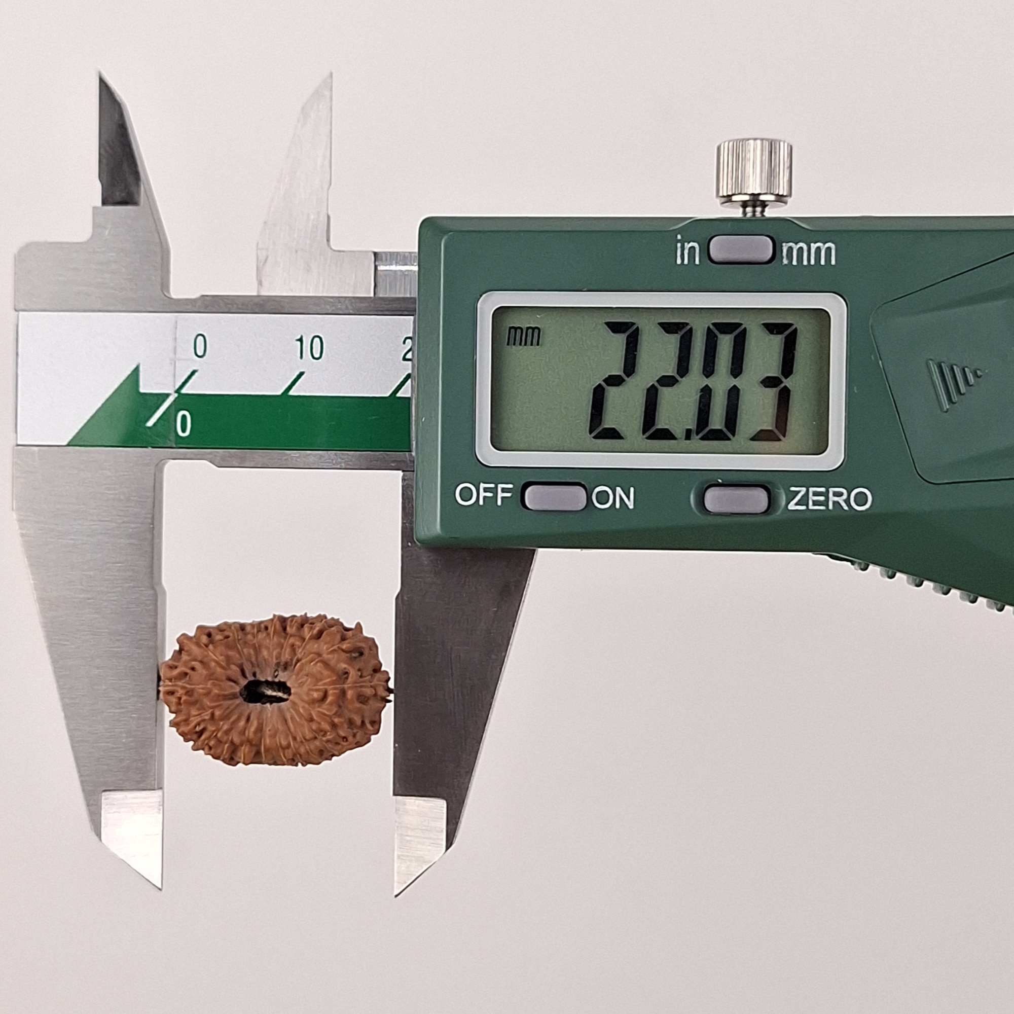 19 Mukhi Java Rudraksha 22.03 mm length measurement