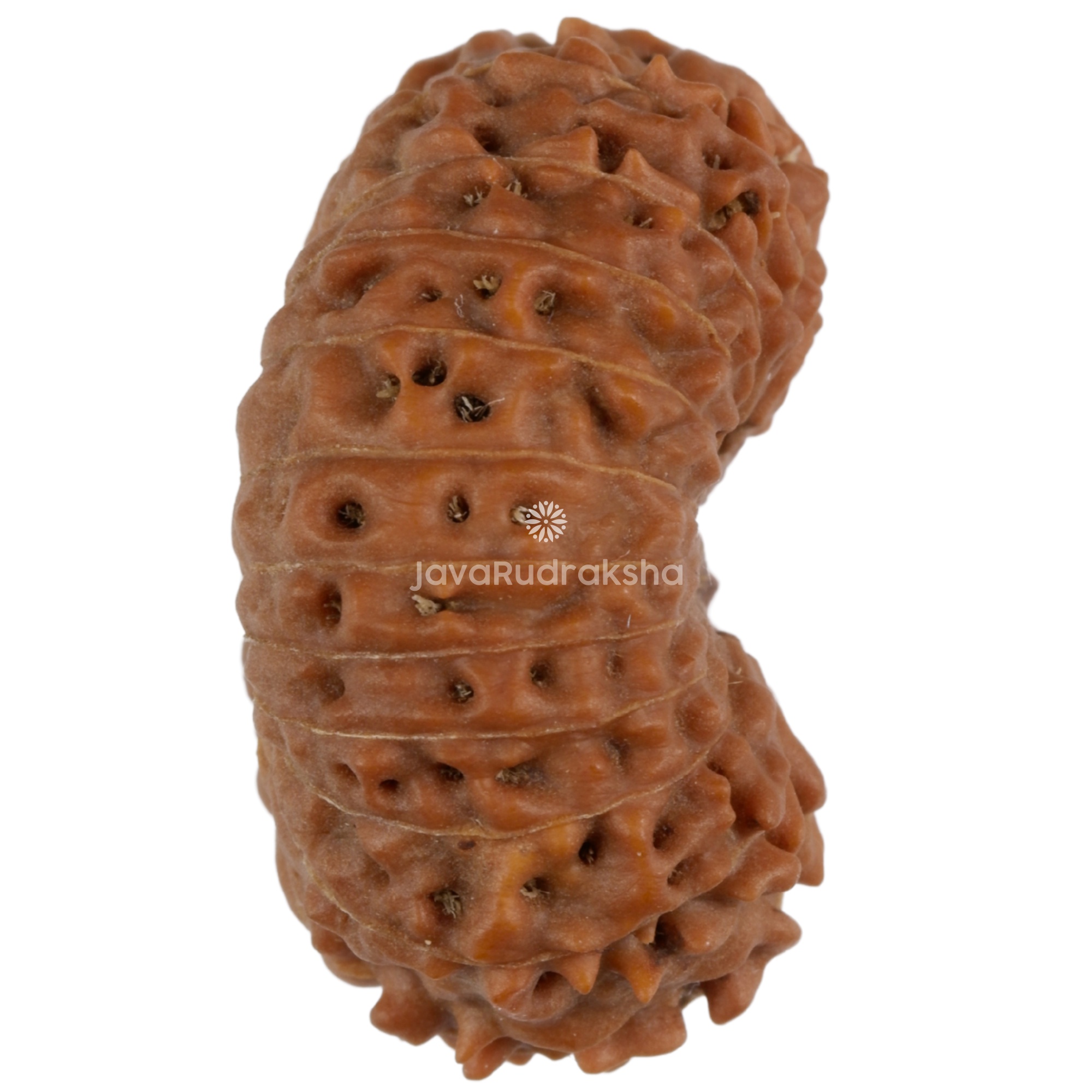 19 Mukhi Java Rudraksha 22.03 mm side angle A