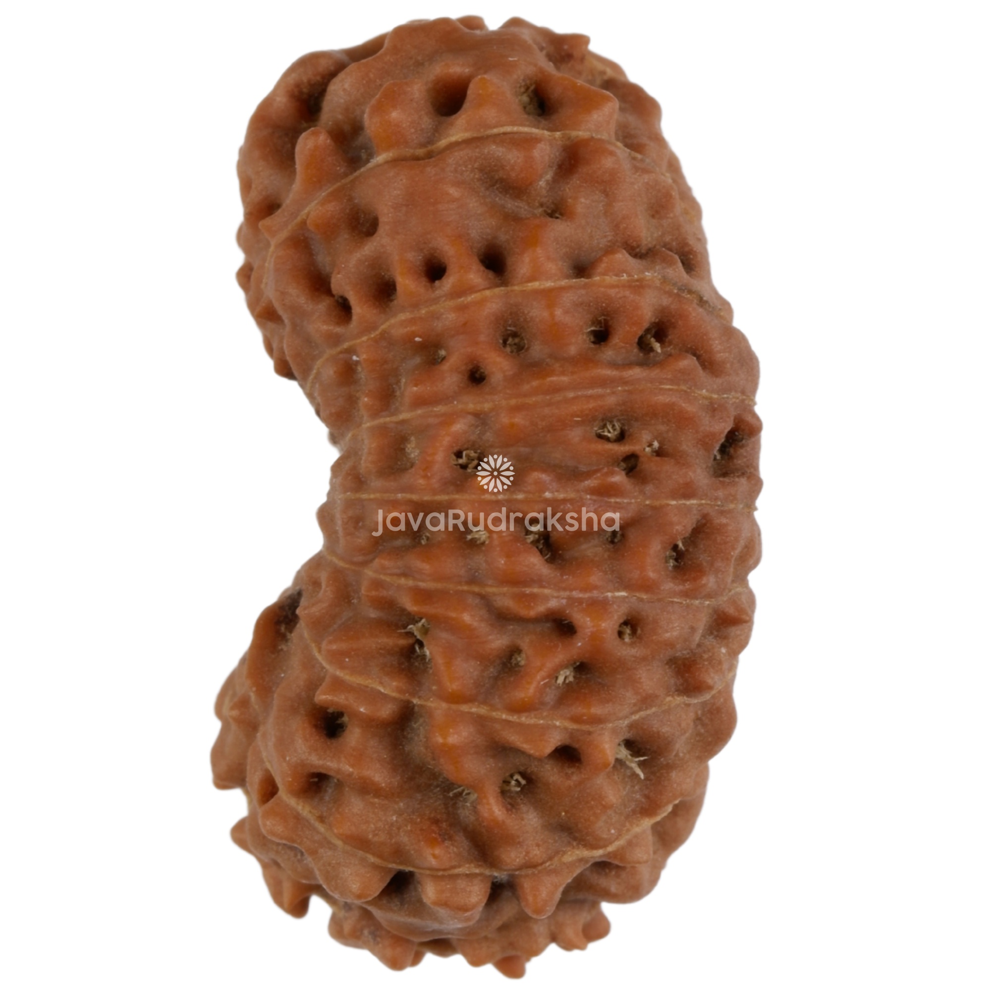 19 Mukhi Java Rudraksha 22.03 mm side angle B