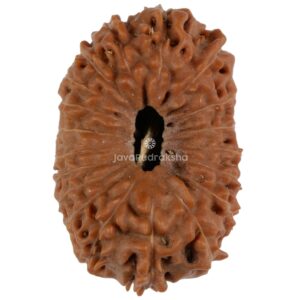 19 Mukhi Java Rudraksha 22.03 mm top view