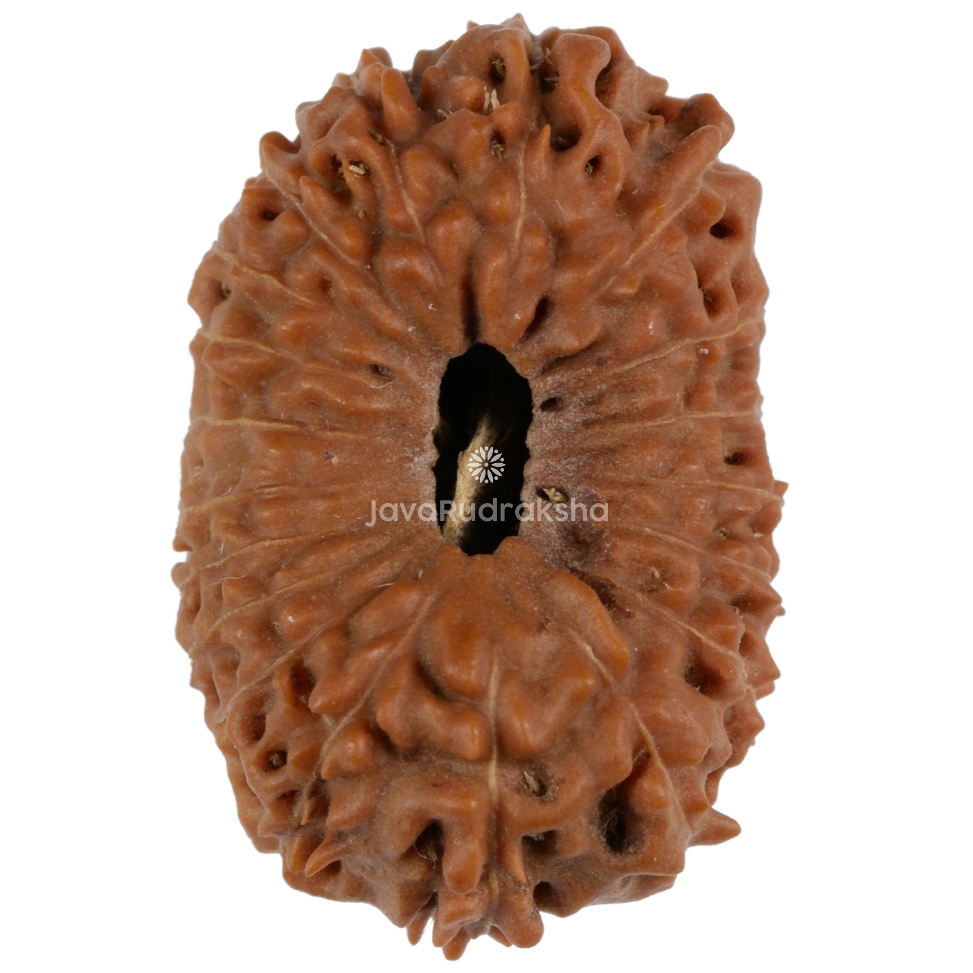19 Mukhi Java Rudraksha 22.03 mm top view