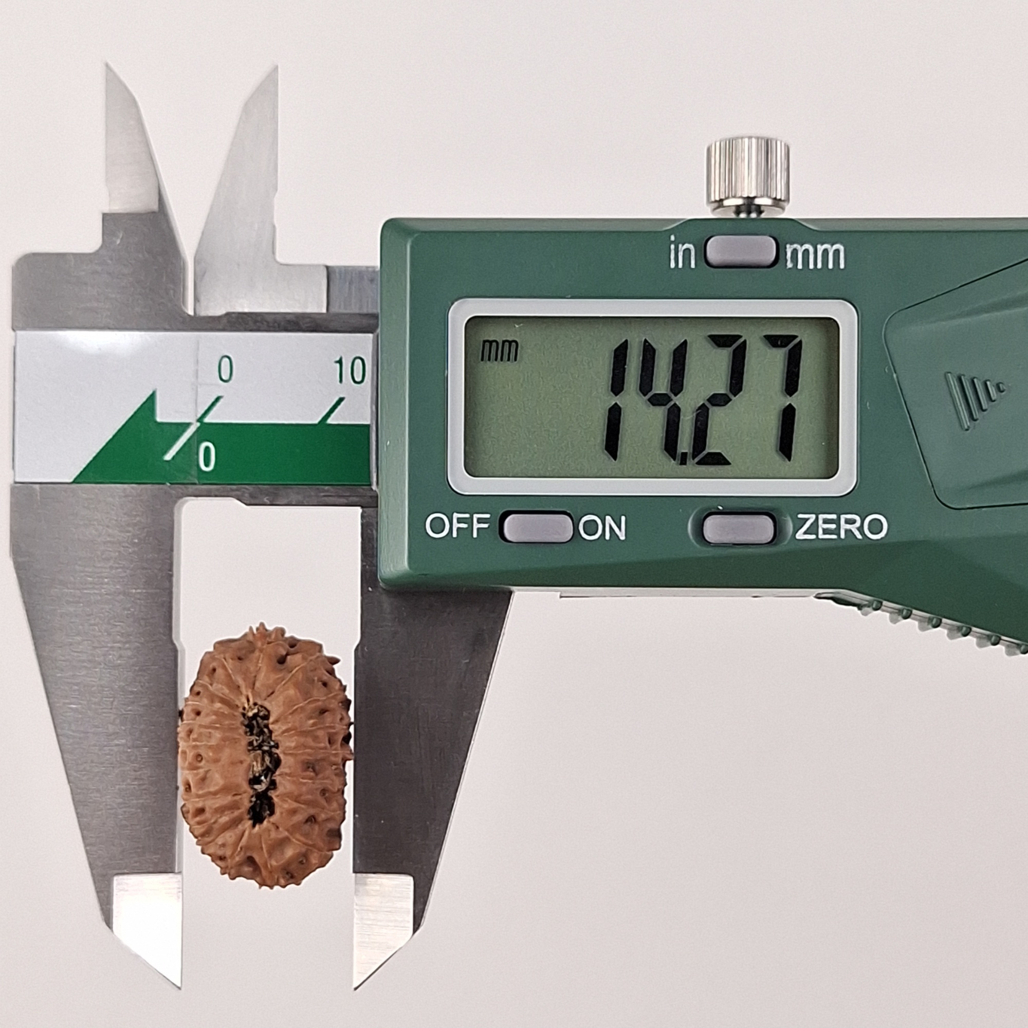 19 Mukhi Java Rudraksha 14.27 mm width measurement