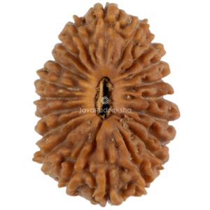 20 Mukhi Java Rudraksha 17.50 mm top view
