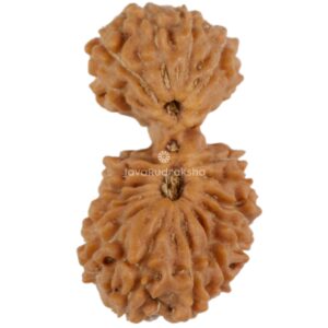 Gauri 21 Mukhi Java Rudraksha 16.50 mm top view