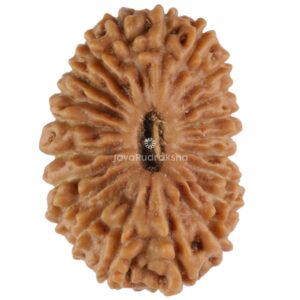 21 Mukhi Rudraksha Java Bead 18.50 mm – Top View