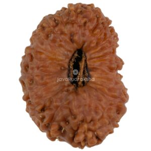 21 Mukhi Rudraksha Java Bead top view