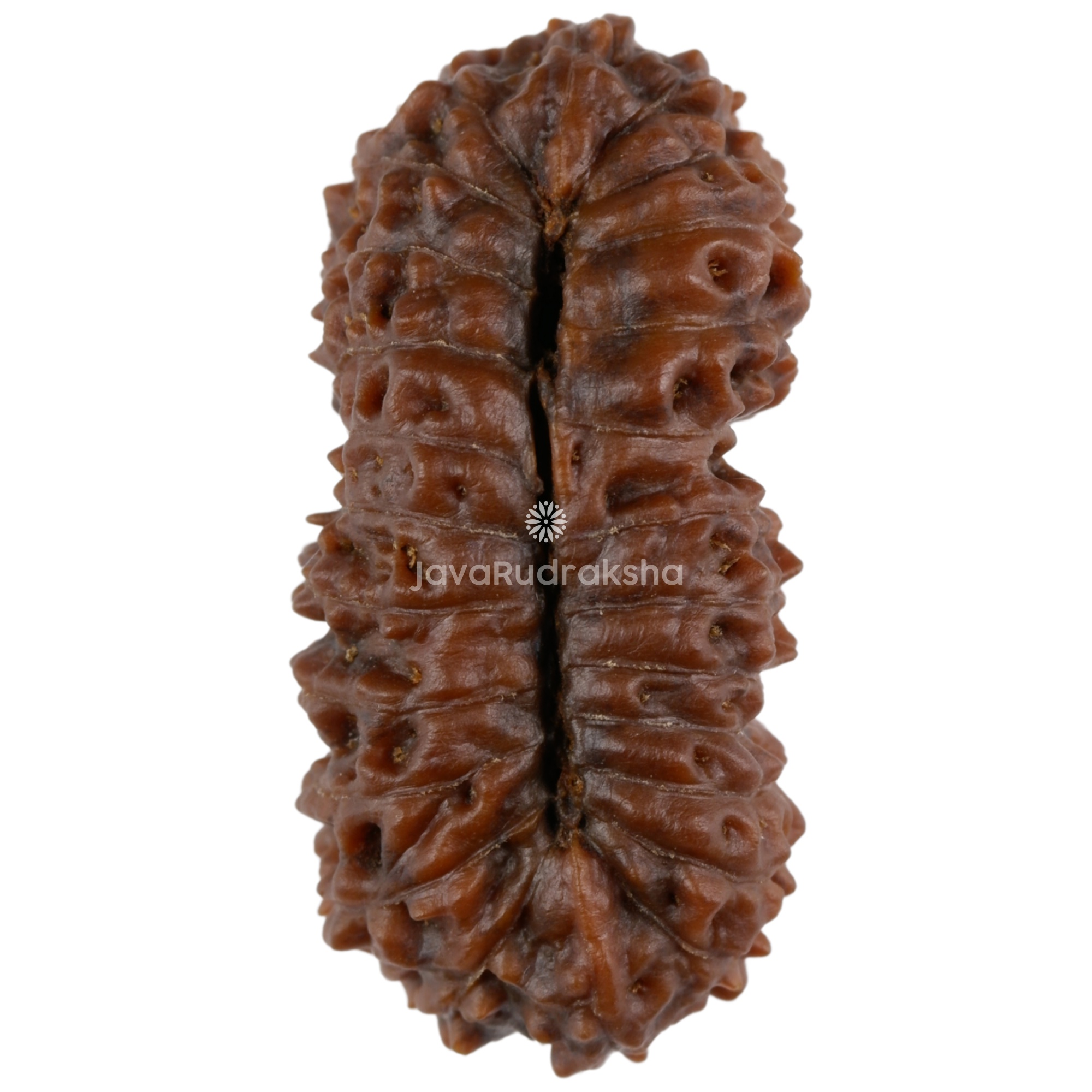 25 Mukhi Java Rudraksha bead 27.21 mm natural brown, bottom view