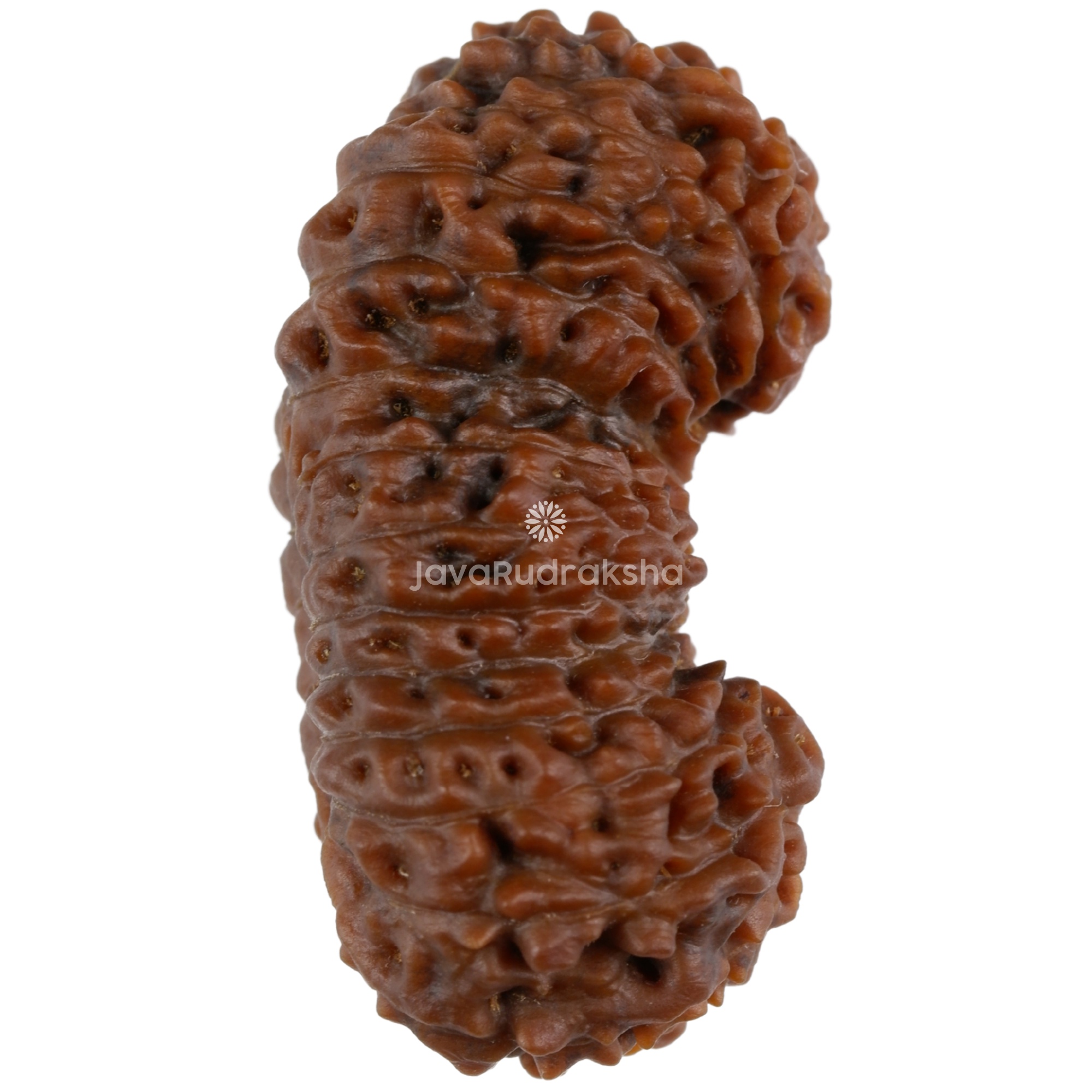25 Mukhi Java Rudraksha bead 27.21 mm natural brown, side view A