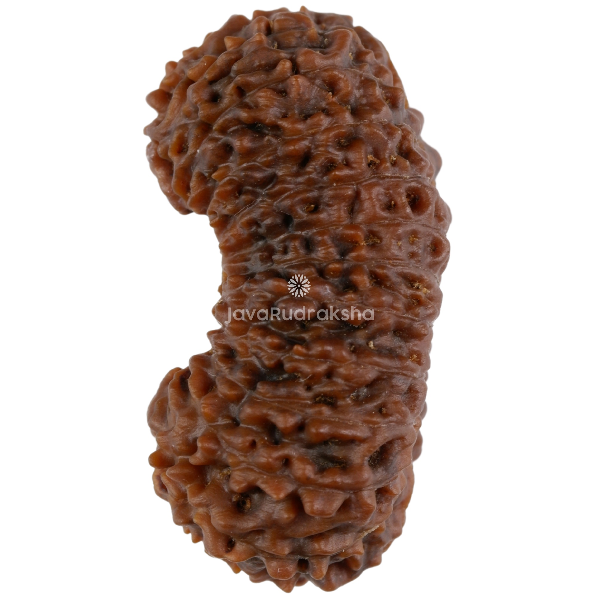 25 Mukhi Java Rudraksha bead 27.21 mm natural brown, side view B