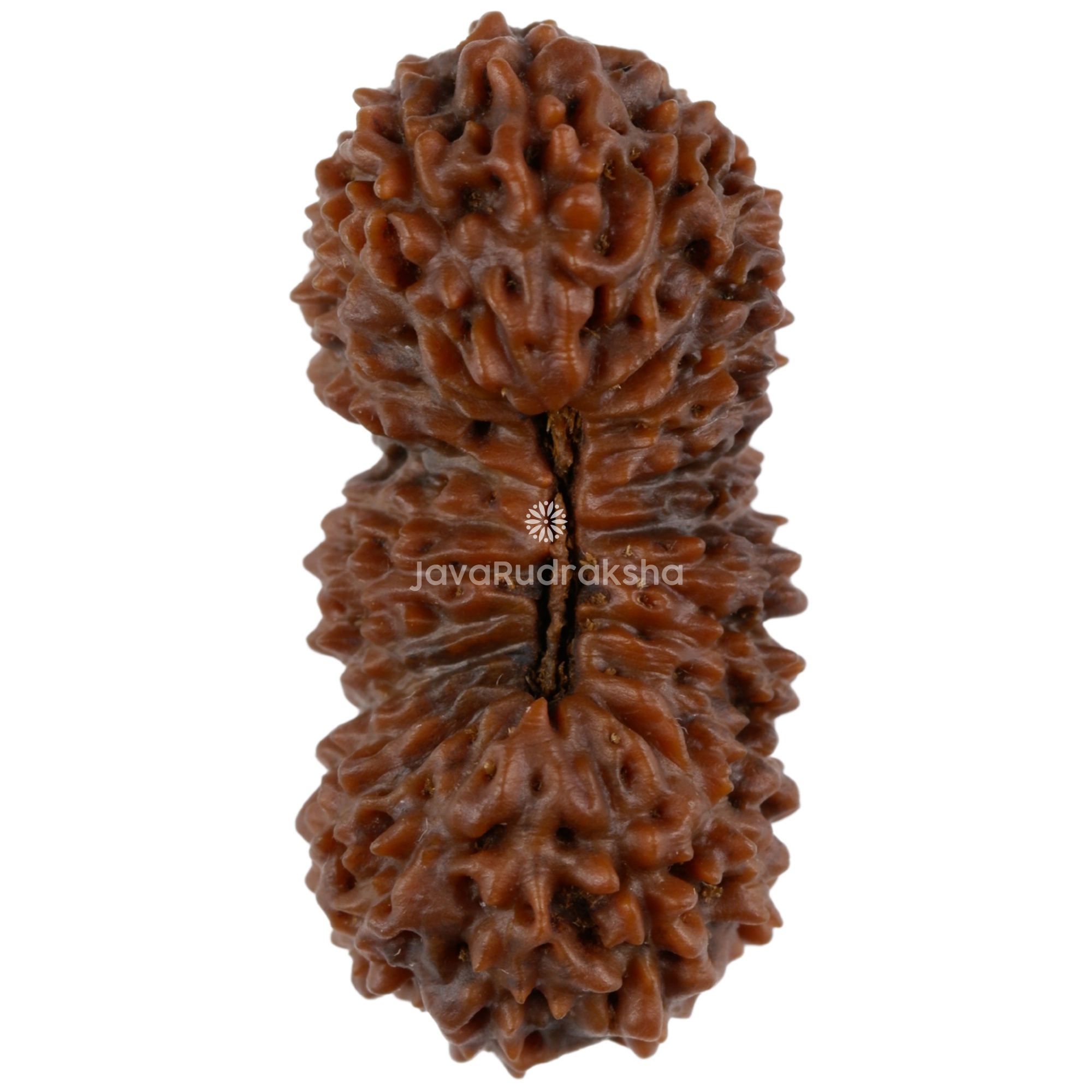 25 Mukhi Java Rudraksha bead 27.21 mm natural brown, top view