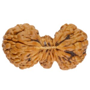 Trijuti Rudraksha 18.16 mm Java bead front view