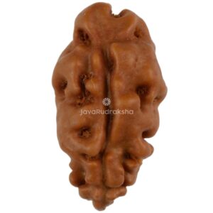 1 Mukhi Java Rudraksha 13.28 mm front view