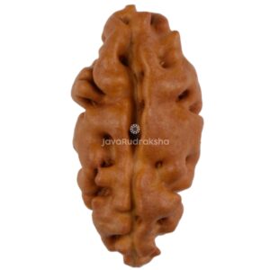 1 Mukhi Java Rudraksha 13.39 mm front view