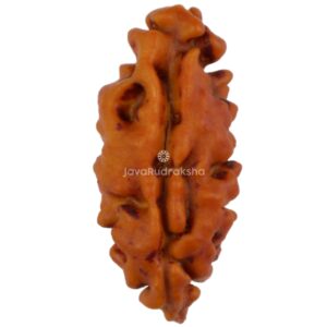 1 Mukhi Java Rudraksha 13.74 mm front view