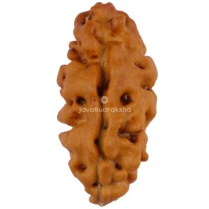 1 Mukhi Java Rudraksha 13.83 mm front view