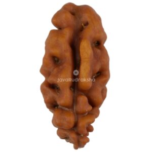 1 Mukhi Java Rudraksha 13.86 mm front view