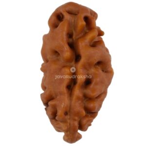1 Mukhi Java Rudraksha 14.13 mm front view