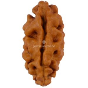 1 Mukhi Java Rudraksha 14.17 mm front view