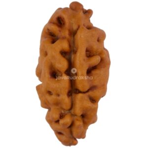 1 Mukhi Java Rudraksha 14.25 mm front view