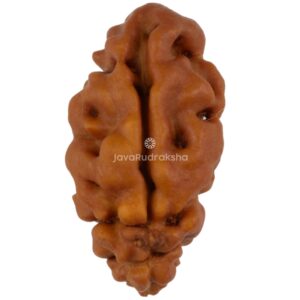 1 Mukhi Java Rudraksha 14.33 mm front view