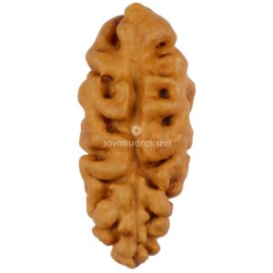 1 Mukhi Java Rudraksha 14.76 mm front view