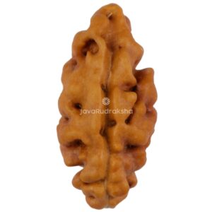 1 Mukhi Java Rudraksha 14.87 mm front view