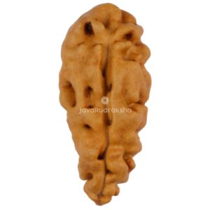 1 Mukhi Java Rudraksha 14.92 mm front view