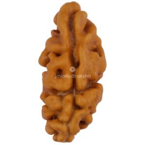 1 Mukhi Java Rudraksha 14.97 mm front view