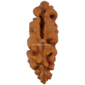 1 Mukhi Java Rudraksha 15.07 mm front view