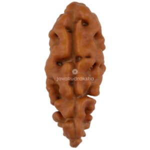 1 Mukhi Java Rudraksha 15.16 mm front view