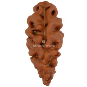 1 Mukhi Java Rudraksha 15.23 mm front view