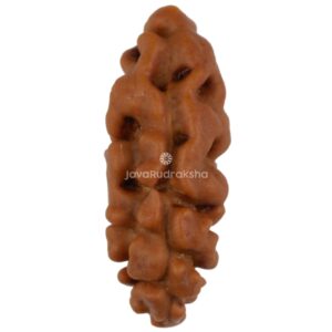 Mukhi Java Rudraksha 15.24 mm front view