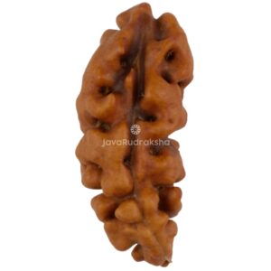 1 Mukhi Java Rudraksha 15.40 mm front view